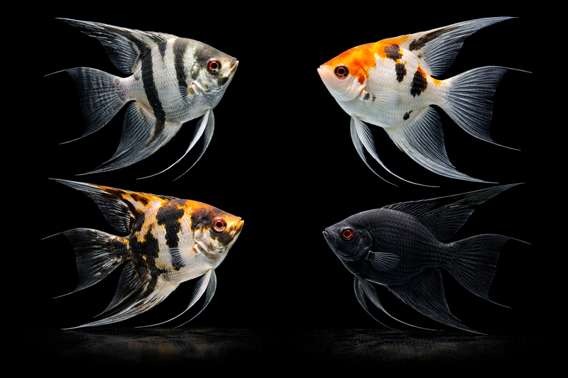 High-detail Angelfish apparel design featuring a majestic silhouette with long trailing fins on a solid black background, created by Inverness Ink.