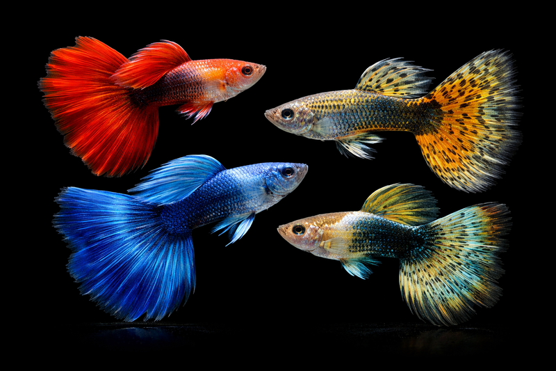 High-contrast Guppy apparel design showcasing a vibrant tail and sleek body against a solid black background, part of the Inverness Ink specialty fish line.